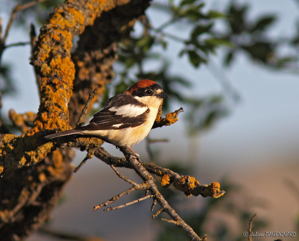 Pie-grièche à tête rousse, identification