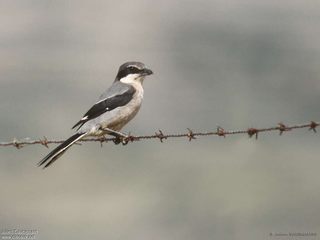 Iberian Grey Shrikeadult, identification