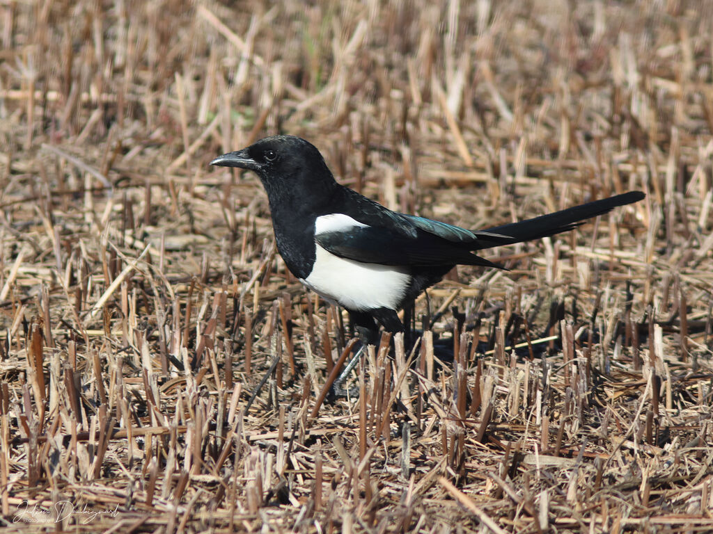Pie bavarde, identification