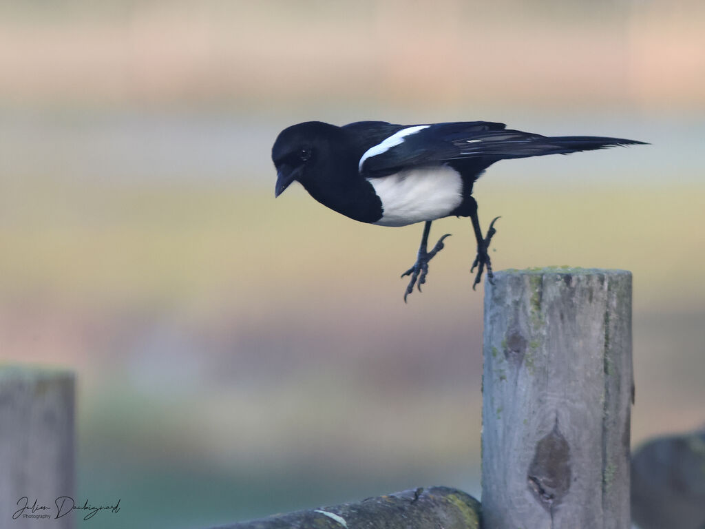 Pie bavarde, identification