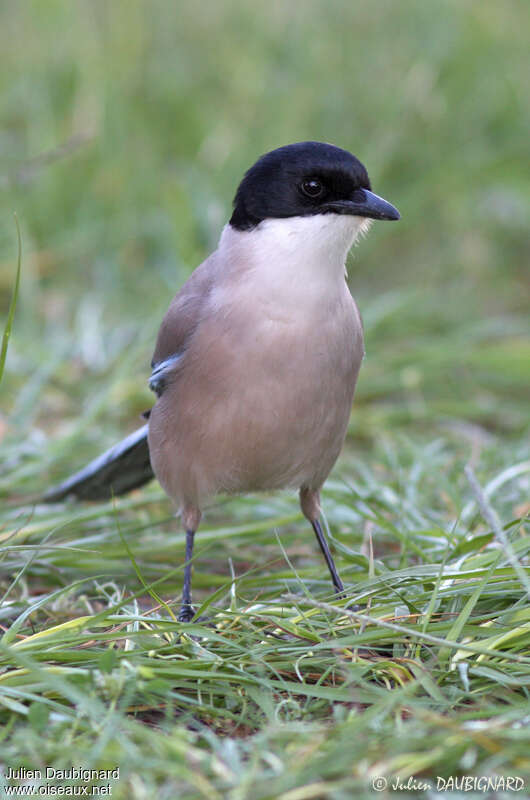 Iberian Magpieadult, close-up portrait
