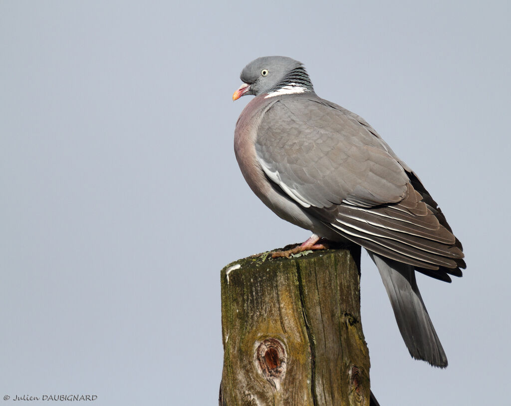 Pigeon ramieradulte, identification