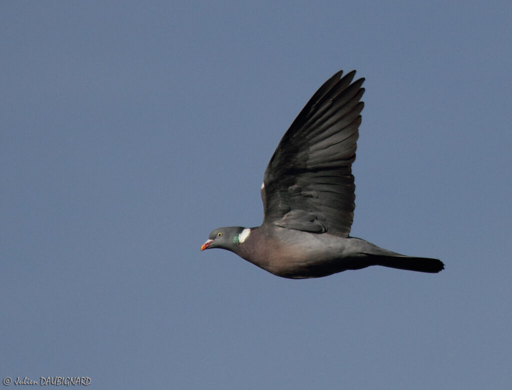 Pigeon ramier, Vol