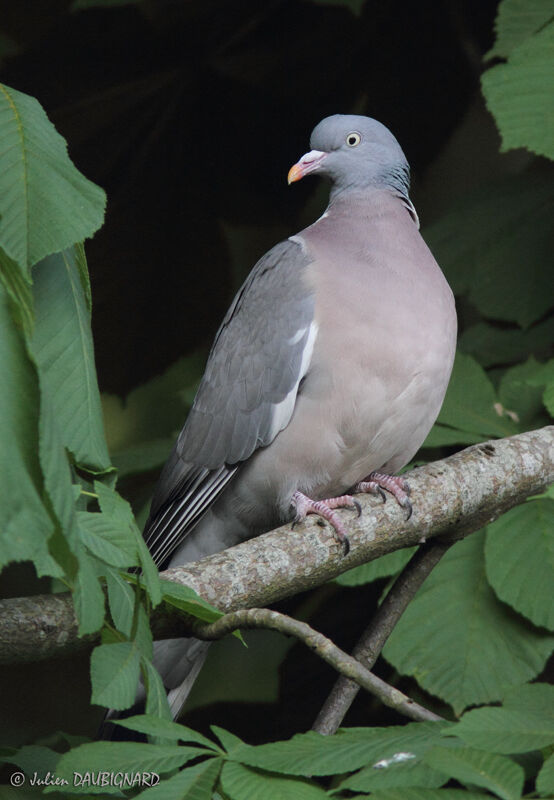 Pigeon ramieradulte, identification