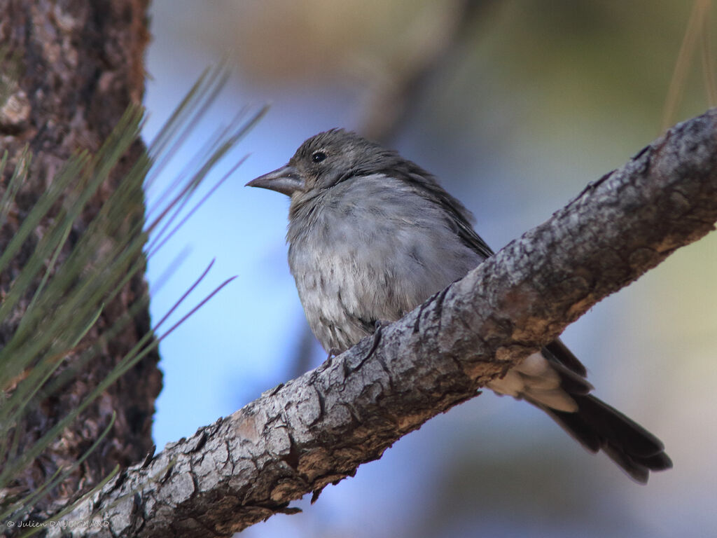 Tenerife Blue Chaffinch, identification