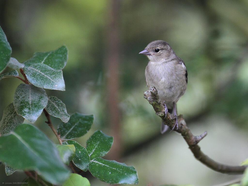 Eurasian Chaffinch female, identification