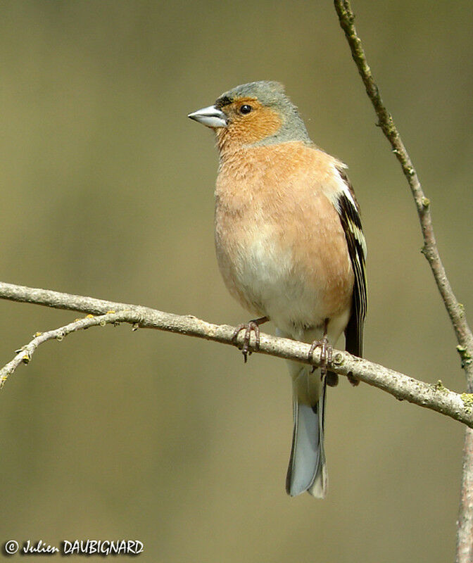 Eurasian Chaffinch male