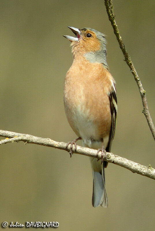 Eurasian Chaffinch male