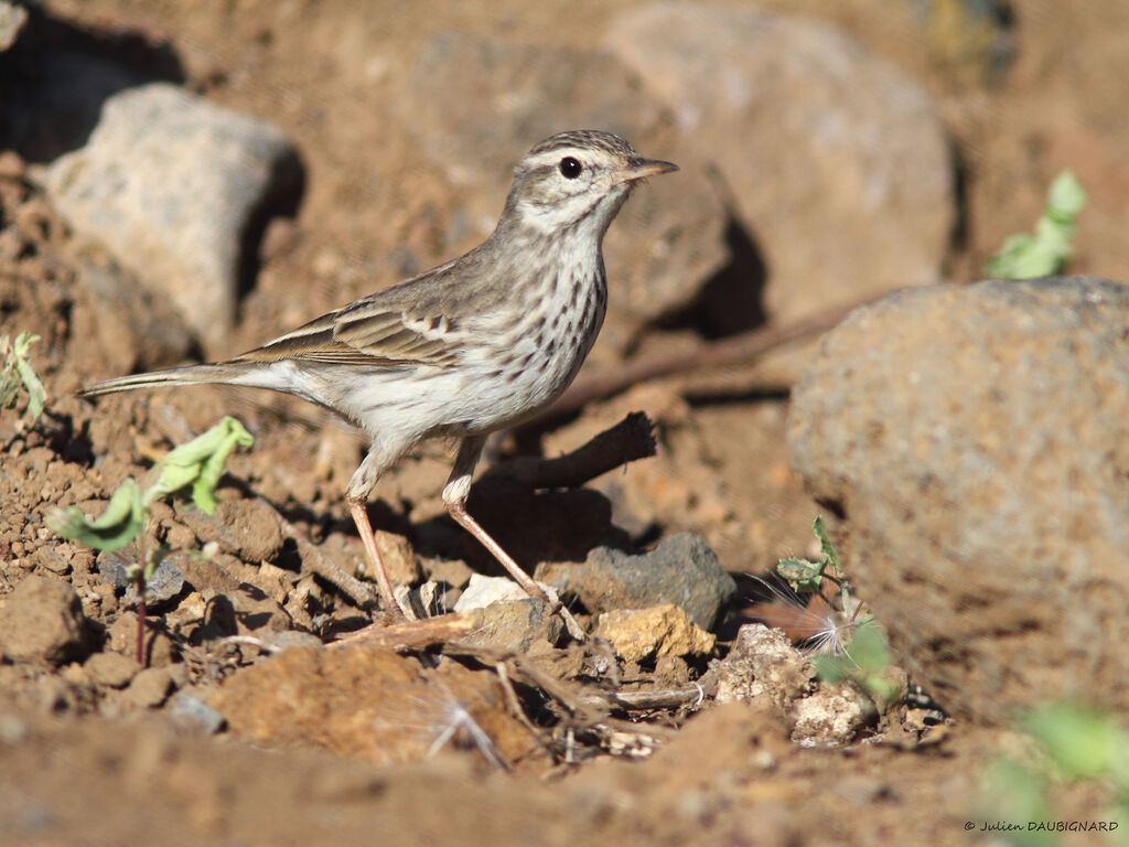Berthelot's Pipit, identification