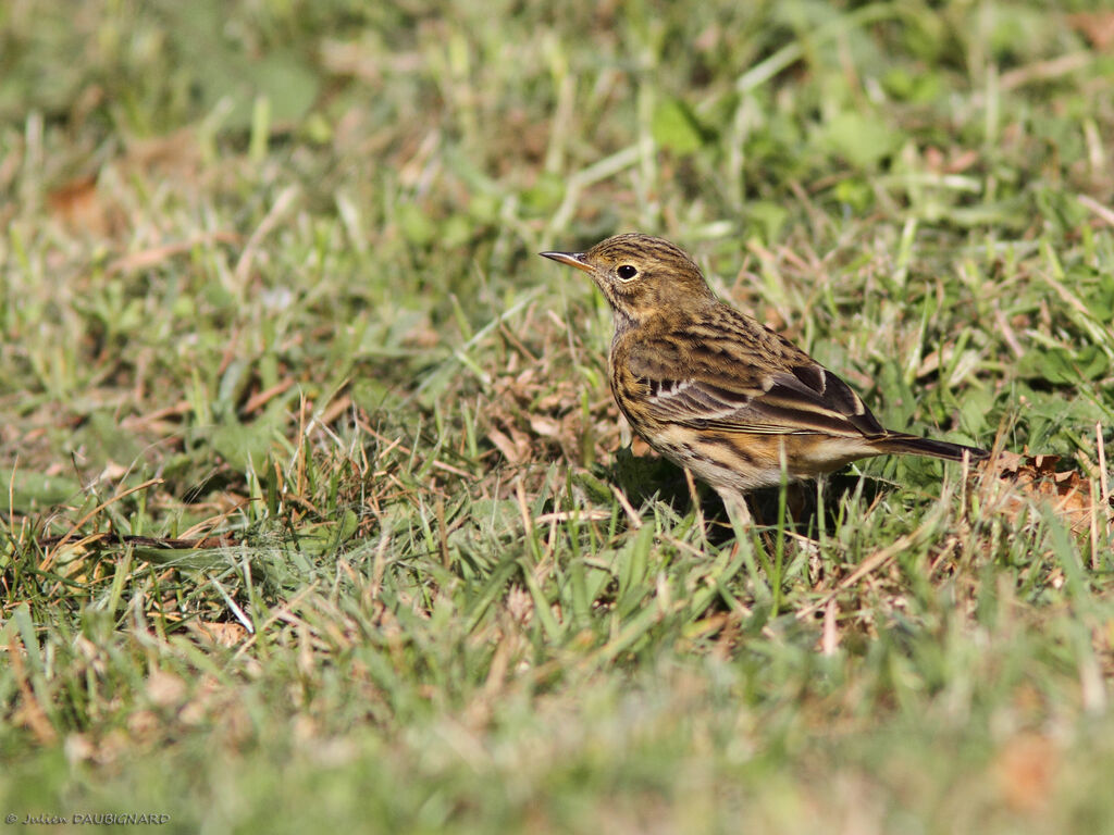Pipit farlouse, identification