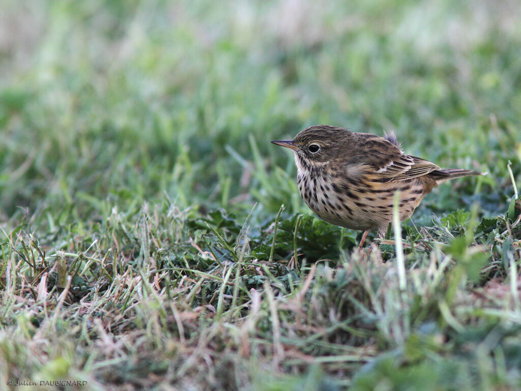 Pipit farlouse, identification
