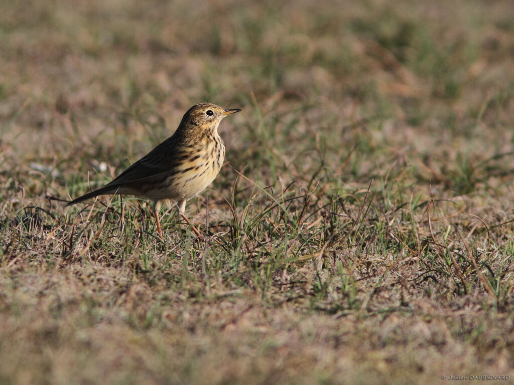 Pipit farlouse, identification