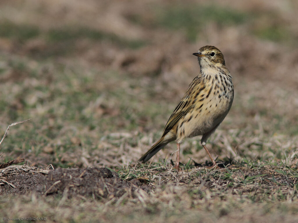 Pipit farlouse, identification