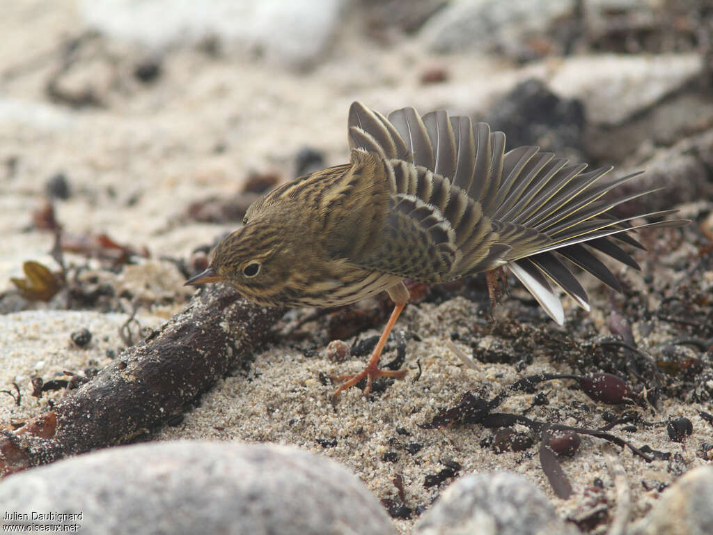 Pipit farlouse1ère année, pigmentation, Comportement