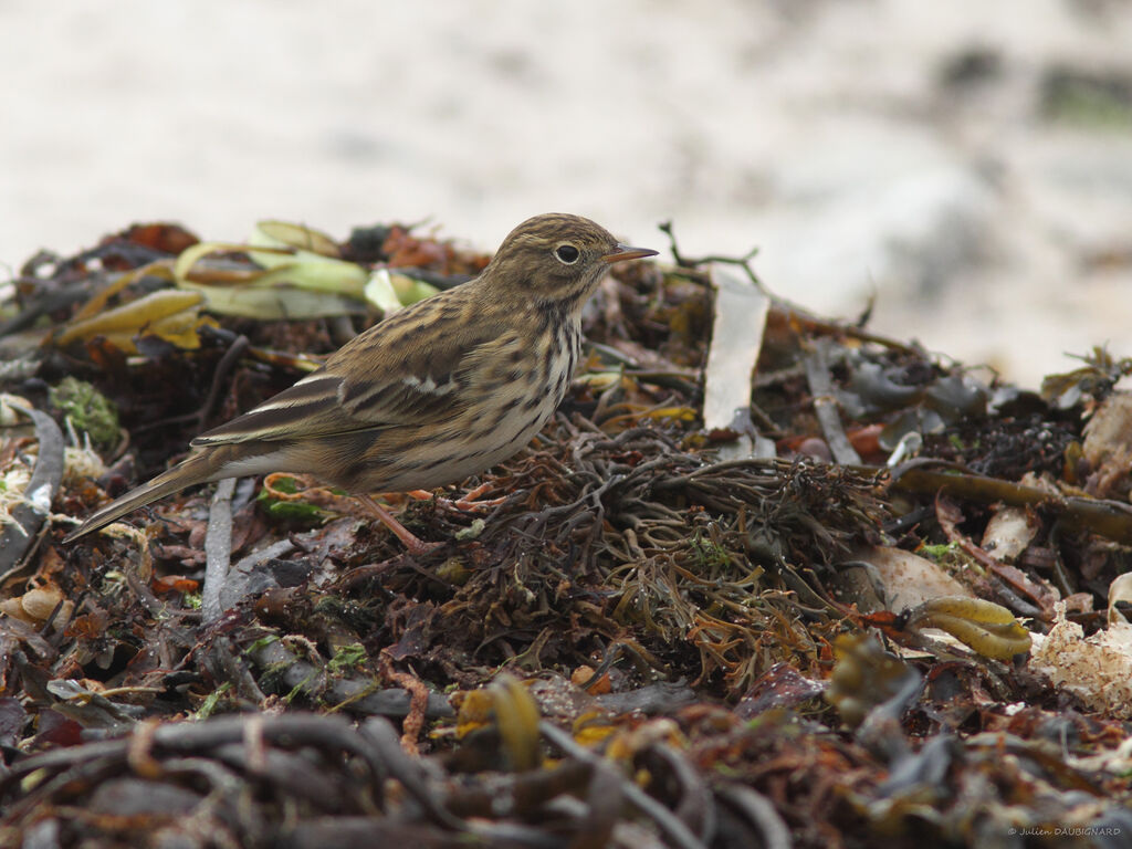 Meadow Pipit, identification