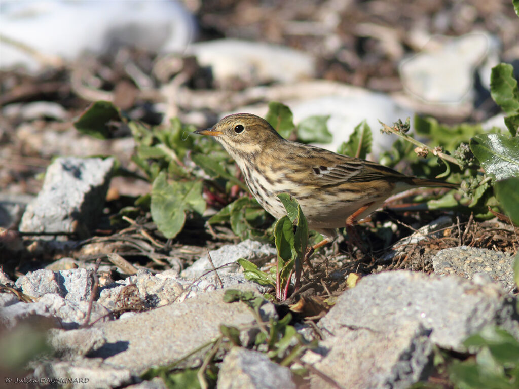 Pipit farlouse, identification