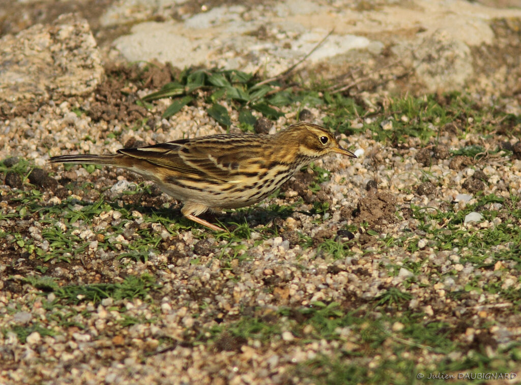 Pipit farlouse, identification