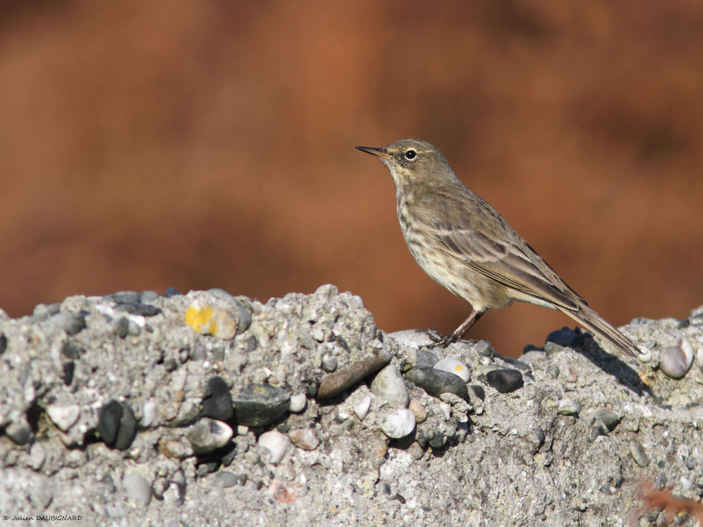 Pipit maritime, identification