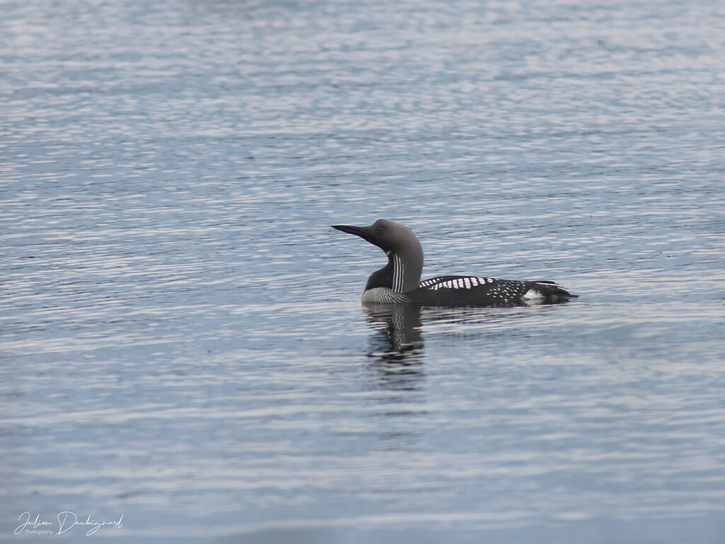 Plongeon arctiqueadulte nuptial, identification