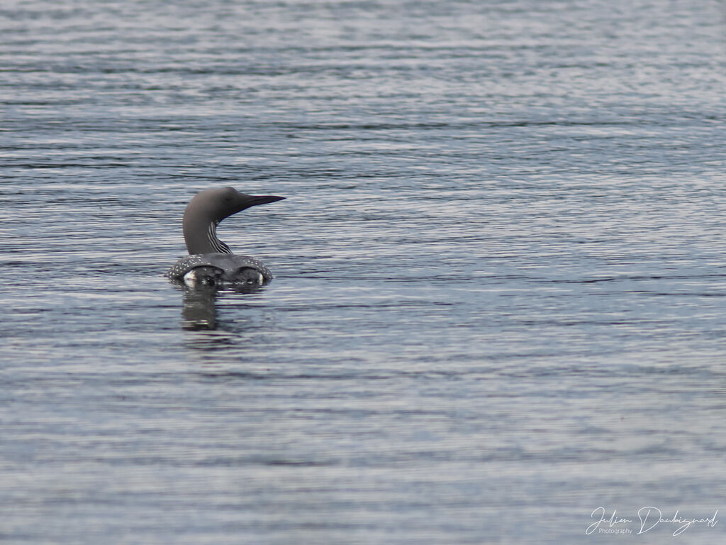 Black-throated Loonadult breeding, identification