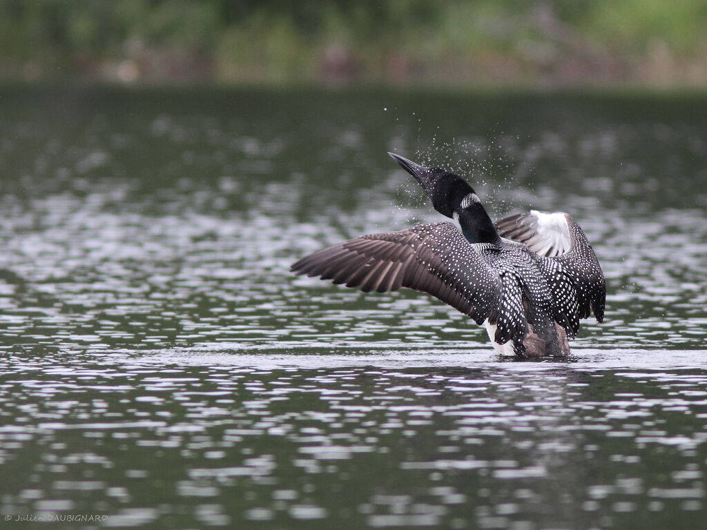 Plongeon imbrinadulte, identification