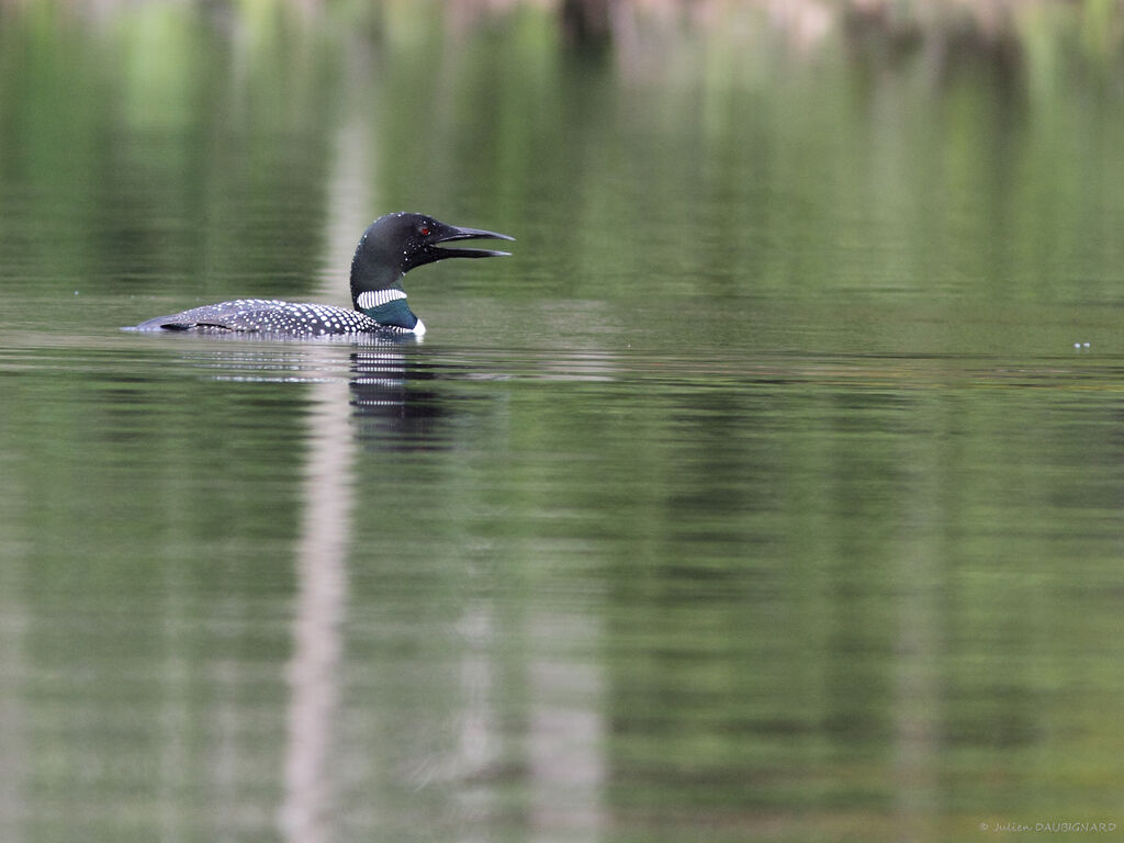 Plongeon imbrinadulte, identification