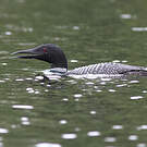 Plongeon imbrin