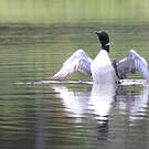 Plongeon imbrin