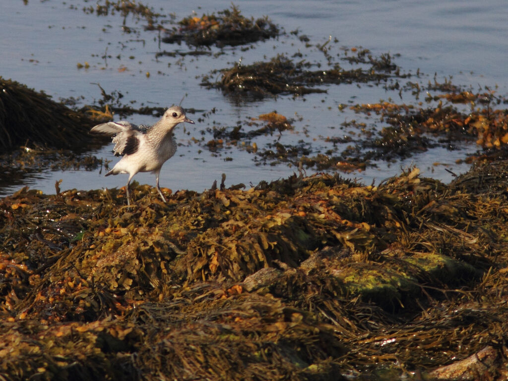 Grey Plover, identification