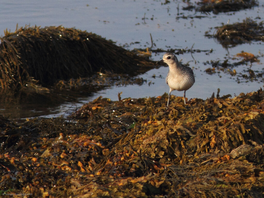 Grey Plover, identification