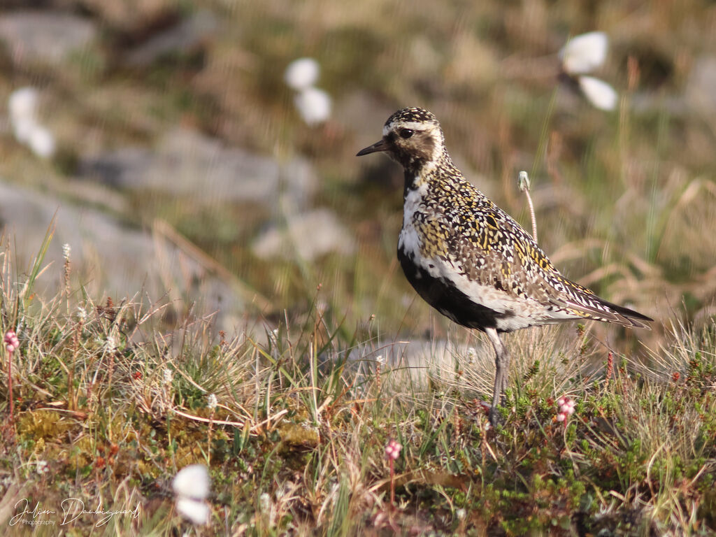 Pluvier doréadulte nuptial, identification