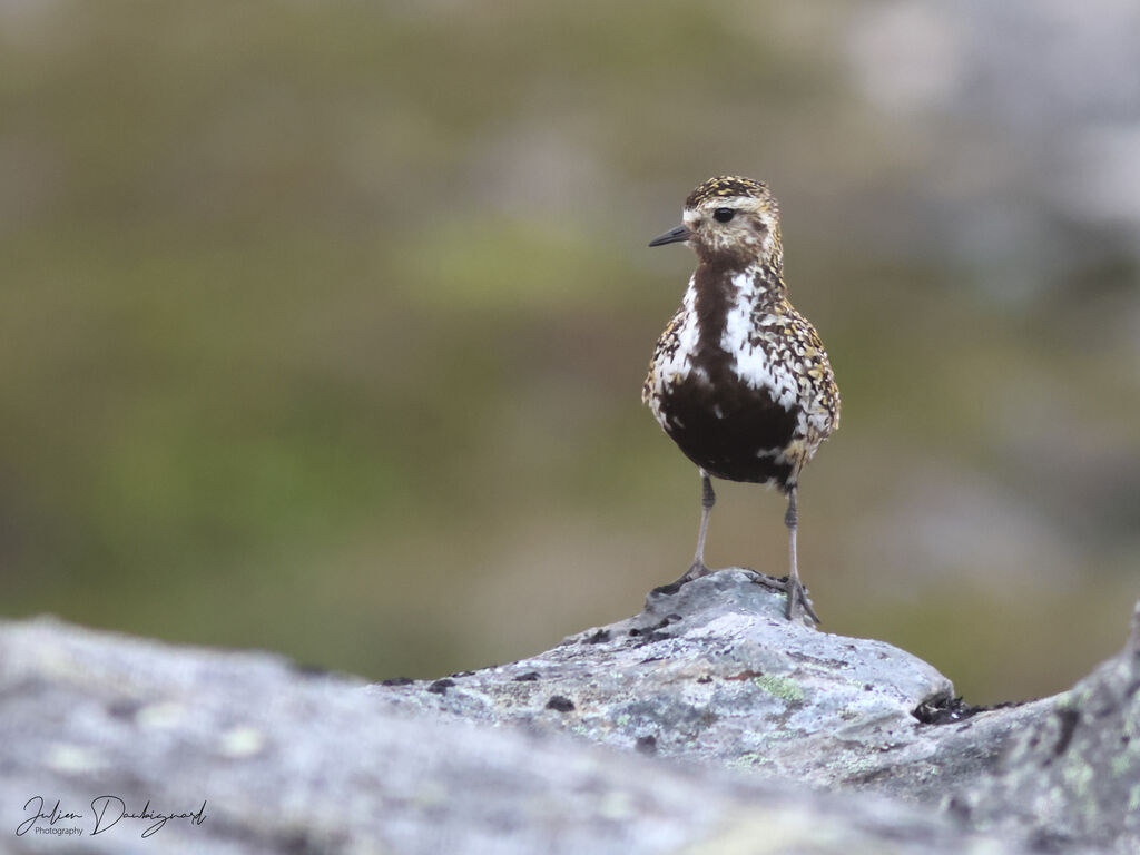 Pluvier doréadulte nuptial, identification