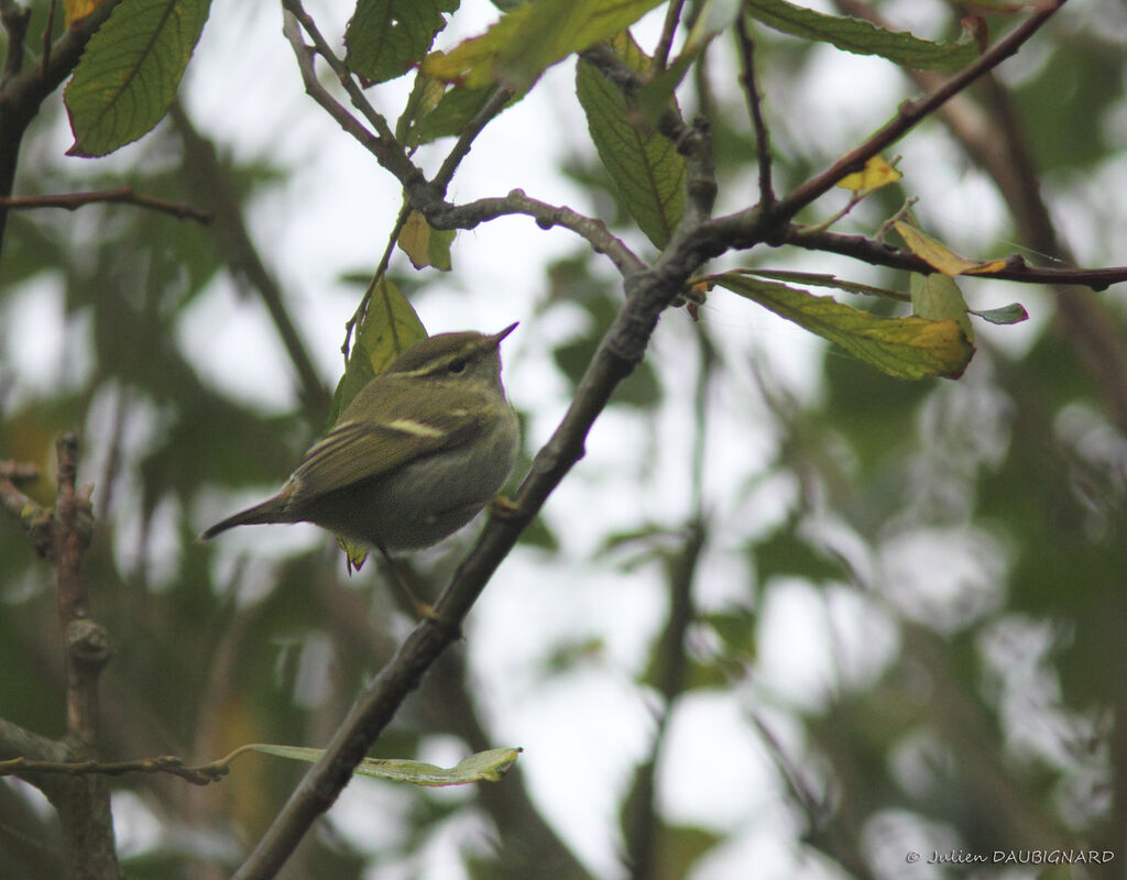 Pouillot à grands sourcils, identification