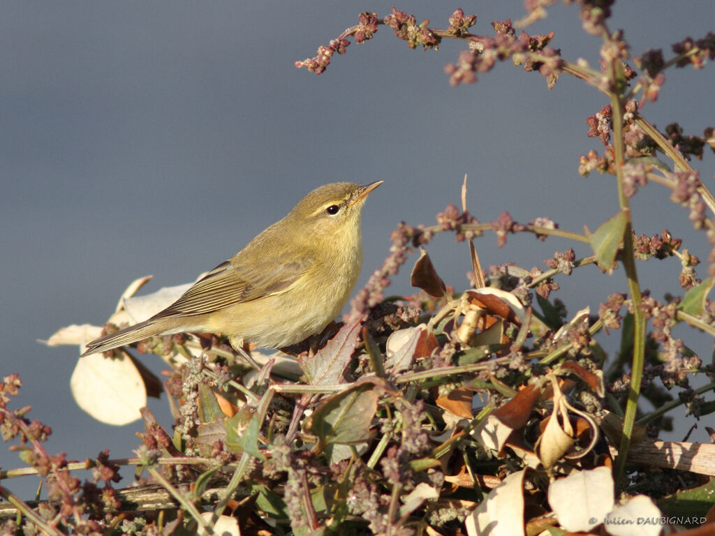 Willow Warbler, identification