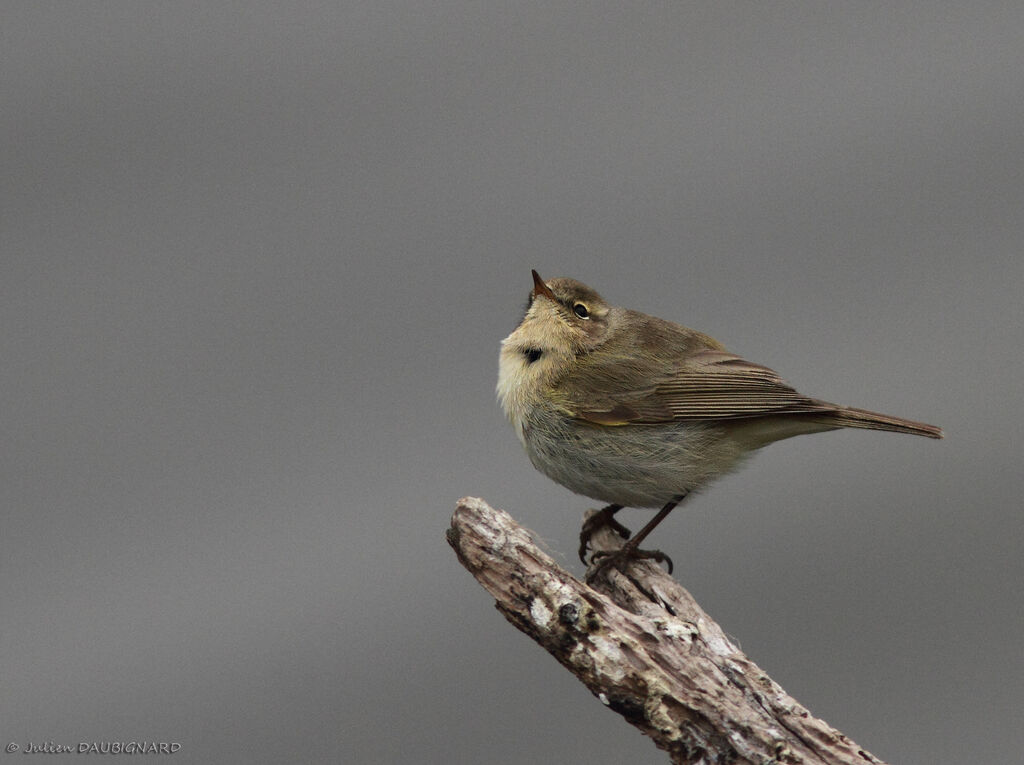Common Chiffchaff, identification