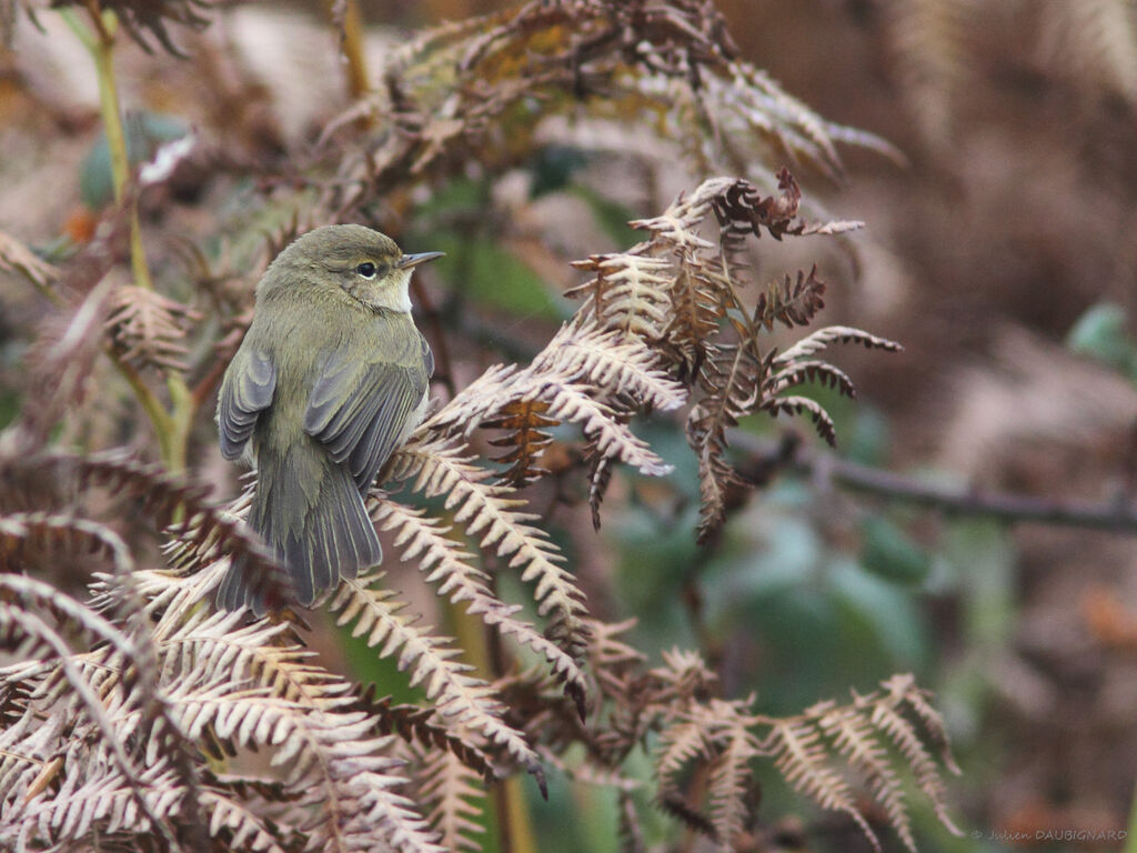 Common Chiffchaff, identification