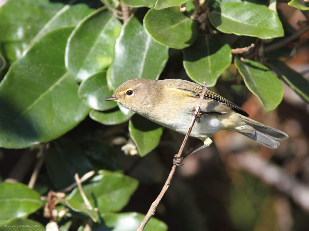 Pouillot véloce, identification