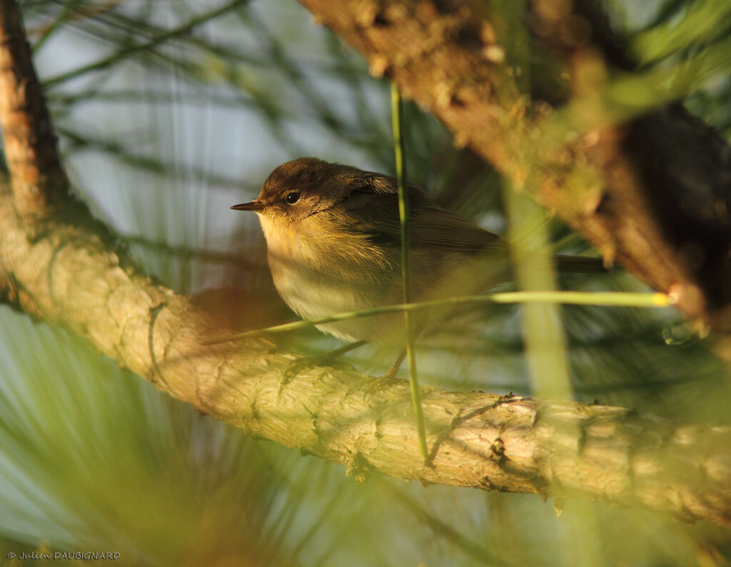 Pouillot véloce, identification