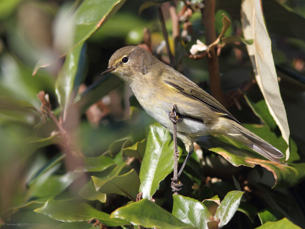 Common Chiffchaff, identification