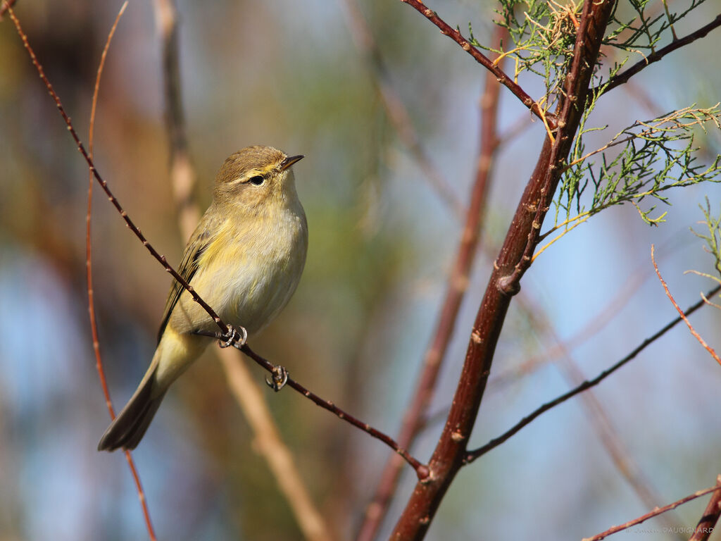 Common Chiffchaff, identification