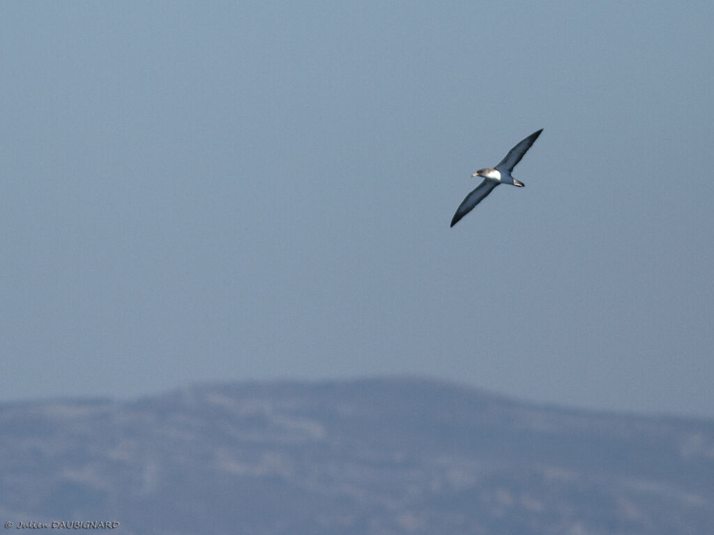 Scopoli's Shearwater, Flight