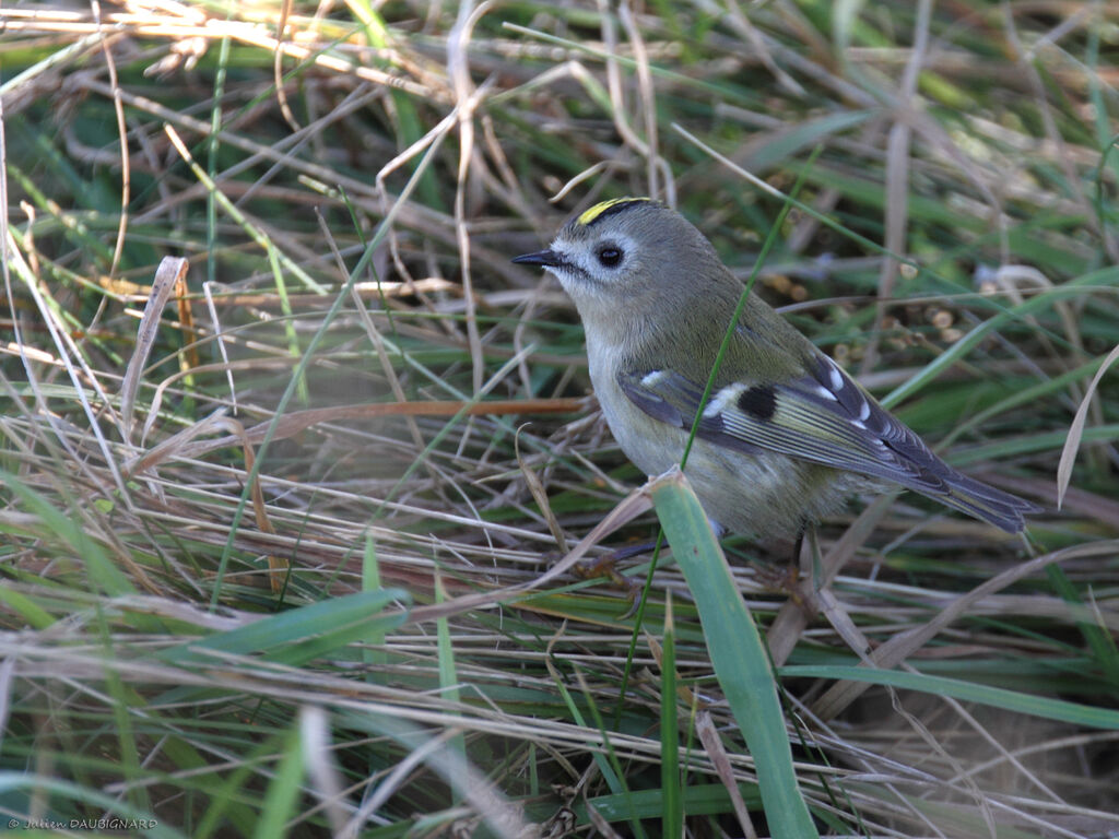 Goldcrest, identification