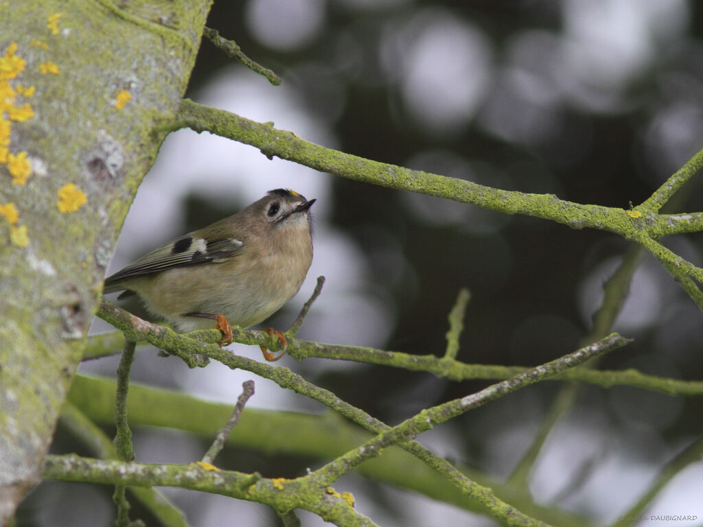 Goldcrest, identification