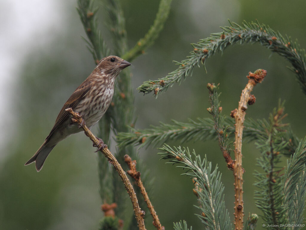 Purple Finch male Second year, identification