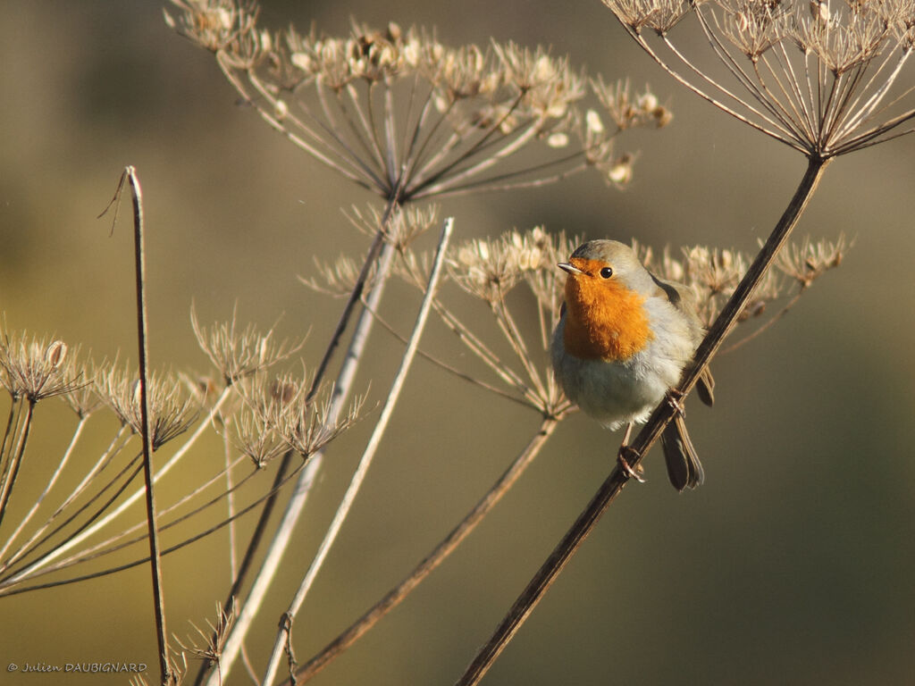 European Robin, identification