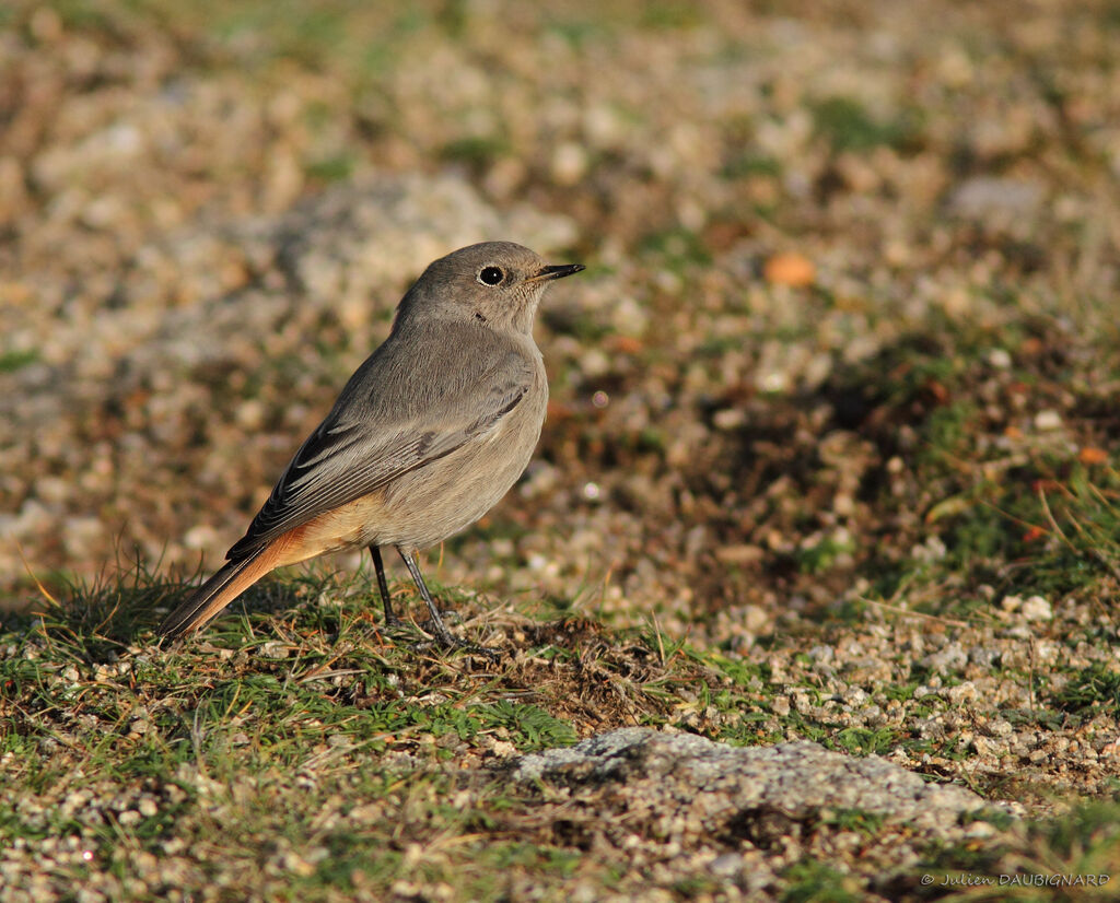 Rougequeue noir femelle, identification