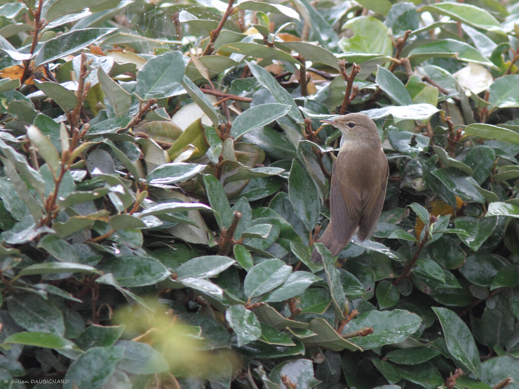 Rousserolle effarvatte, identification