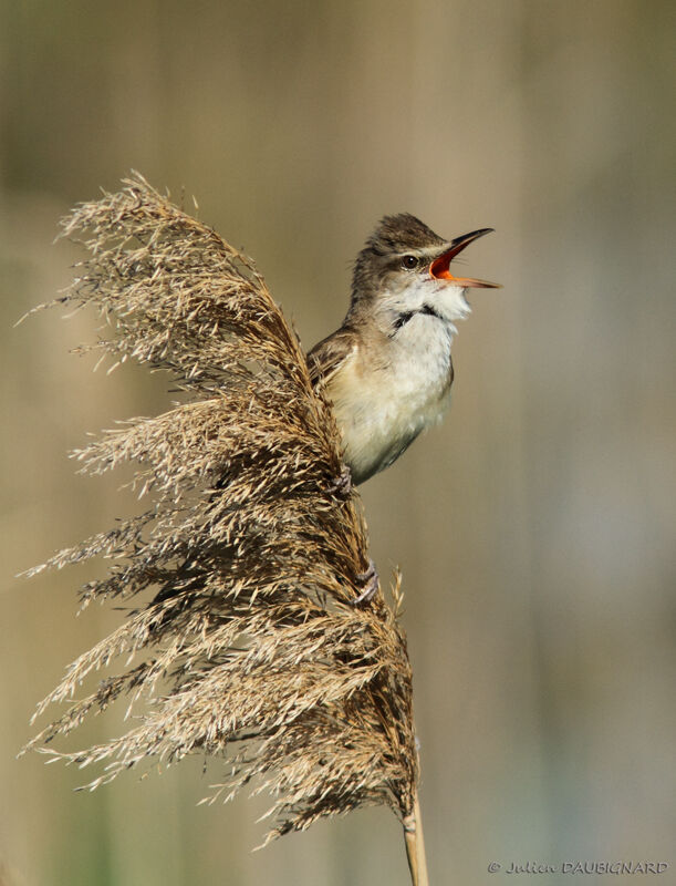 Great Reed Warbler male adult, identification, song