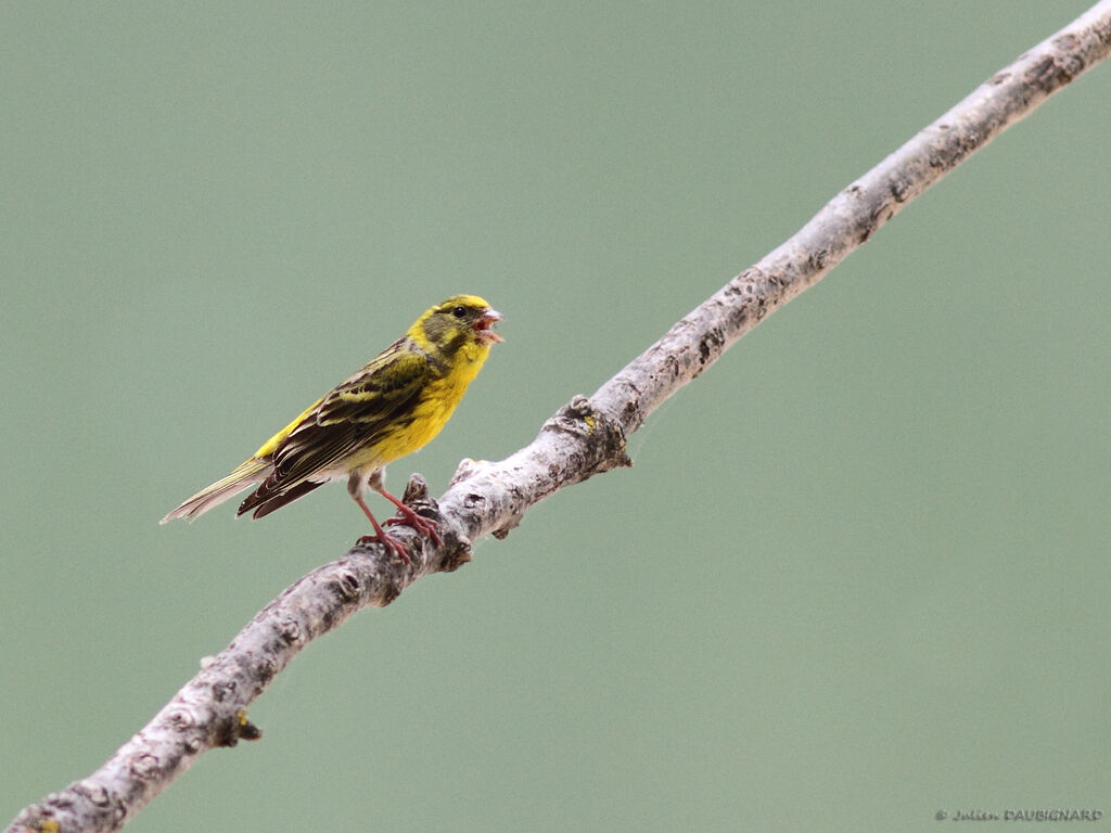 Serin cini mâle adulte, identification