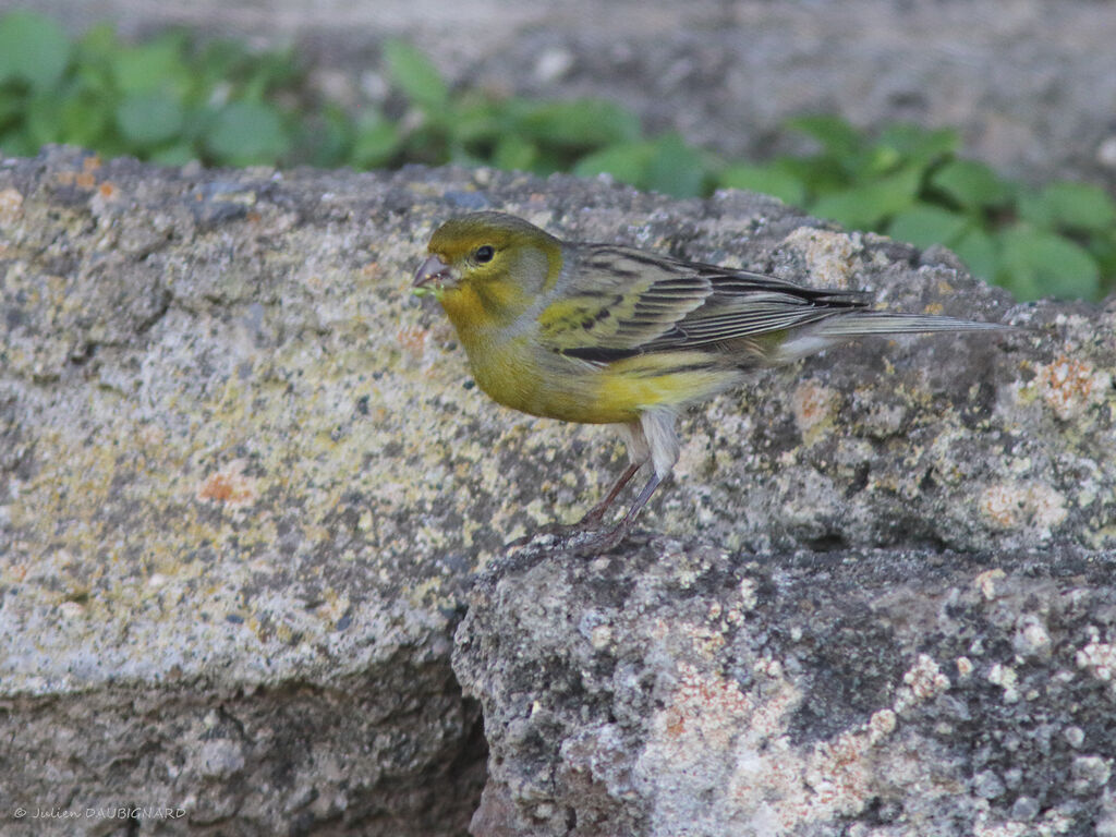 Serin des Canaries, identification